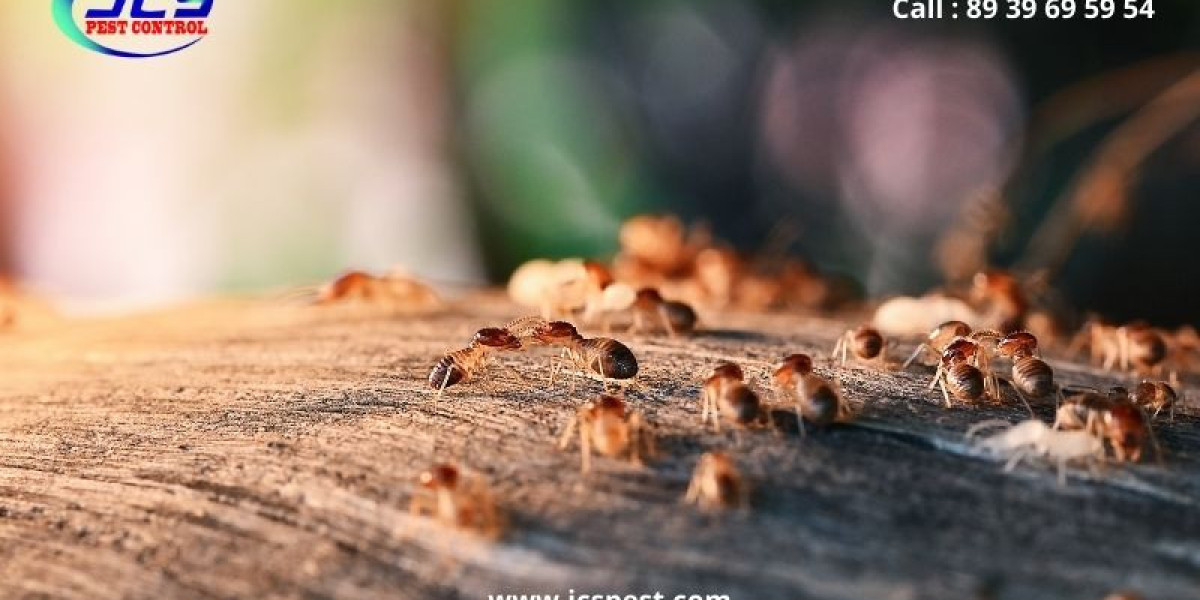 Why Is Regular Pest Control Essential for Every Home