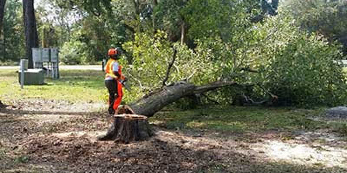 Professional Tree Felling Services in Northern Beaches for Safety Today
