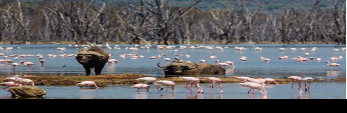 Tierras Africa Safaris Limited Cover Image
